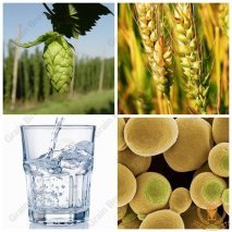 The most important basis ingredients for the beer