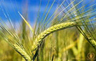 What are the three major factors in the germination process of barley, and how to control it?